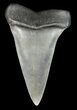 Large, Fossil Mako Shark Tooth - Georgia #43053-1